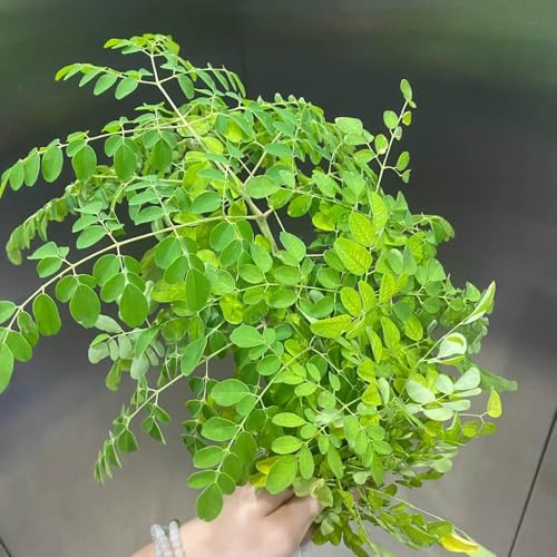 comprar semillas de árbol de moringa - flores semillas de plantas flores silvestres semillas de pradera perenne semillas de pasto de abejas perennes Techo verde de jardín elevado 30pcs