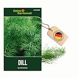 Dill Gewöhnlicher Samen - Anethum graveolens - Dillsamen - Kräutersamen - Saatgut für 150 Pflanzen