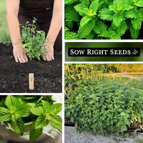 Sow Right Seeds - Mint and Peppermint Seeds Collection for Planting - Non-GMO Heirloom with Instructions to Grow an Herb Garden Indoors or Outdoors - Great Hydroponics Variety - Gardening Gift - Image 4