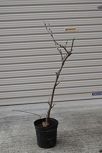 Amazon.co.jp: 藤苗木 ふじ苗 藤九尺フジ 6号サイズ 藤苗木 1本 : DIY