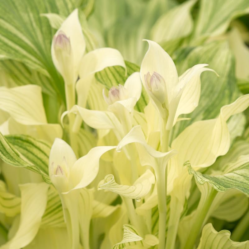 Hosta White Feather Breck's