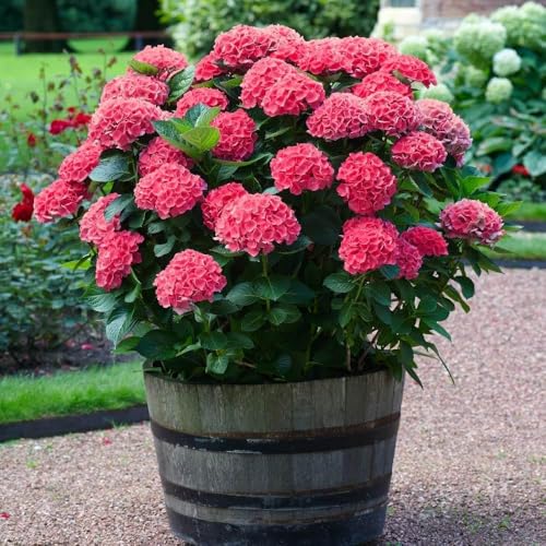 Amazon.in: Greenlifelive : Flower Plants