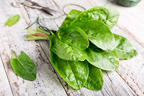 500 semillas de acedera grande Rumex acetosa resistente al invierno silvestre verduras hierbas