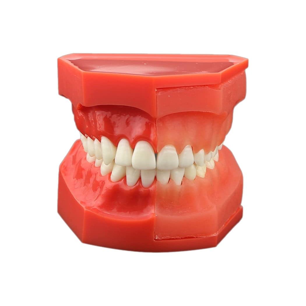 1: 1 Simulación Modelo Dental Modelo De Desarrollo De Erupción De Dientes, Modelo Dental Alterna De La Presentación De Reemplazo De Dientes De Hoja Caduca para Niños para Explicar