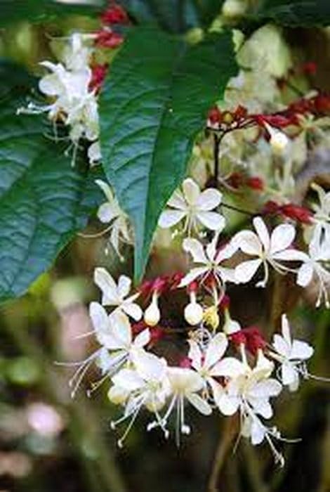 OhhSome Clerodendrum Wallichii - Bridal Veil Healthy Live Plants Clerodendrum|Wallichii(1 Plant) (B0C7VY6R1W) Amazon Price History, Amazon Price Tracker