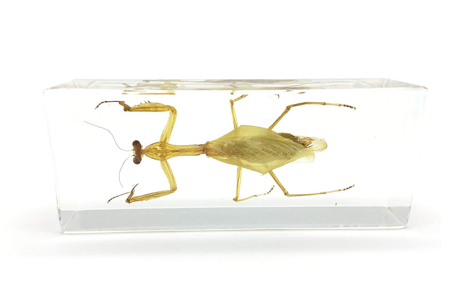 Praying Mantis(Mantis)(rearhorse) Paperweight Specimen Science Education Specimens(4.4x1.6x1.1")