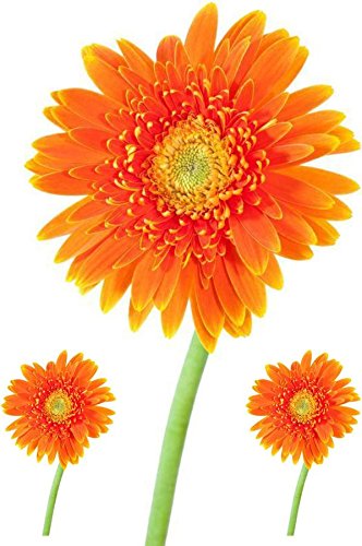 Akachafactory Set 3X Autocollant Sticker Voiture Moto Fleur Orange Deco Enfant