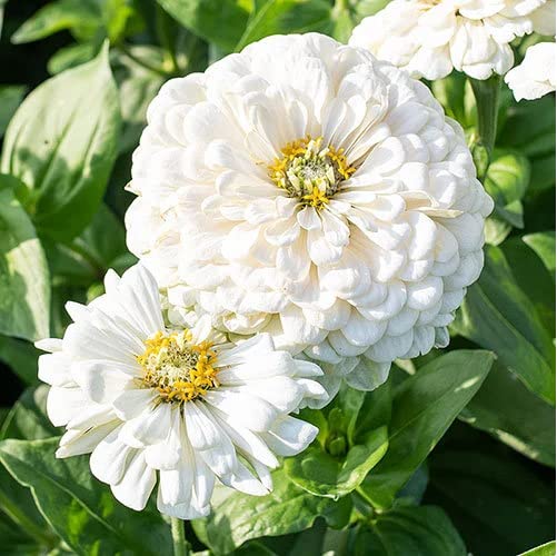 Gromax India Good Germination Zinnia White Flower Seeds for Your Beautiful Home Gardening Pack of 40 Seeds (B09S3JK671) Amazon Price History, Amazon Price Tracker