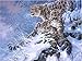 Puzzle Puzzle 1000 Piezas Leopardo de Nieve Puzzle de Madera de 1000 Piezas Juguetes educativos de Entretenimiento Familiar para Adultos y niños 75cm*50cm AFuruide