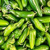 Gardening Gifts Heirloom Chilli Pepper Seed Kit: 8 Hot & Spicy Chilli Seed Varieties Included in This Grow Your Own Chilli Tin, Great Gift for Adults and Kids - Image 5