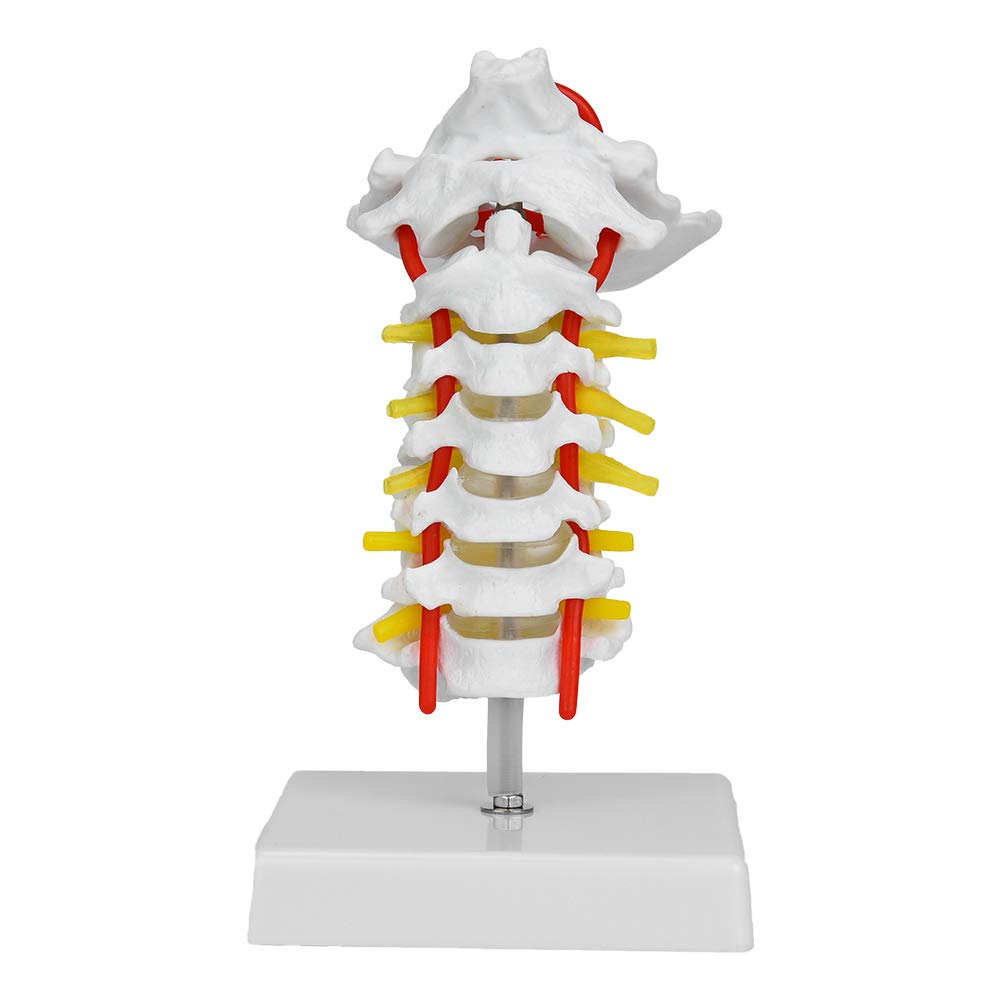 Respicefinem Science Spine Model 22. 0×11. 0×14. 0: Human Cervical Arteria Spine Spinal Anatomical Model For Science Laboratory Spinal Model Lightweight