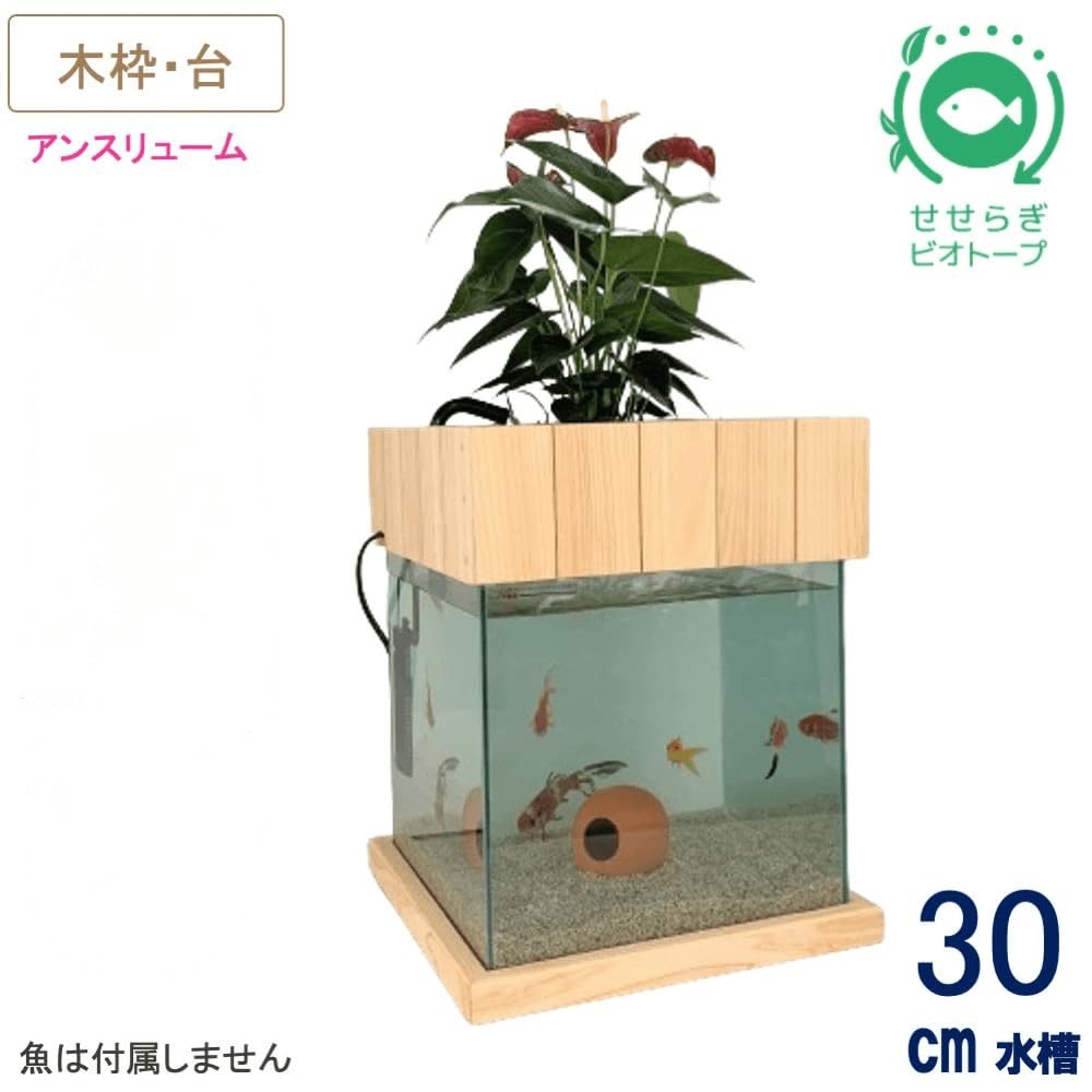 Amazon | せせらぎビオトープ 水替え不要【水槽セット】 30cm型