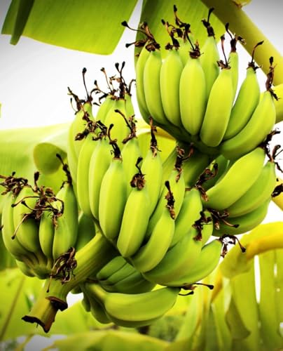 Pianta di BANANO WILD ‘Musa Balbisiana’ Resistente al freddo - in vaso Ø 18 cm - H. 70/80 cm