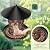 Bird Feeder for Outdoor Hanging, No Mess No Spill and Squirrel Proof Feeder