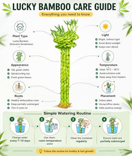Image of Pot's & Plant's Spiral Lucky Bamboo Live Plant 90cm Dancing Sticks Indoor Air-Purifying Plant for Home & Office Decor Feng Shui & Vastu Good Luck Plant with Growth Booster (6 Stalks, 1 Bundle)
