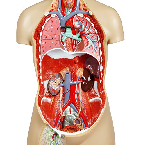 Image of Parco Scientific 17 Removable Parts Sexless Human Torso | Open Back Exposes Muscular Layers, With Instruction Manual and Zip Dust Cover, Human Torso model
