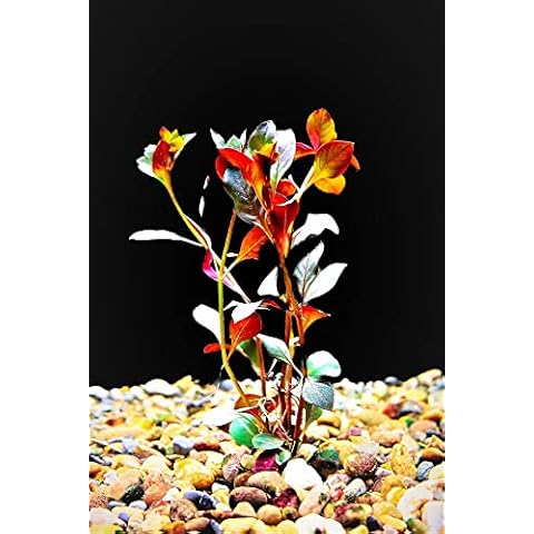 FLORATICA | Live Aquarium Plants | Ludwigia Repens 'Rubin' (10x) | Tropical Rooted Fish Tank Aquascape | Snail Free | Shrimp Safe Cover