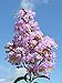 30 DWARF LAVENDER CRAPE MYRTLE ** **SHOWY** #1195-A