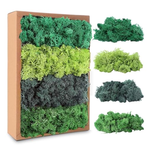 Avagiaforu Islandmoos zum Basteln 200g konserviertes Deko Material in 4 Grüntönen Bastelmaterial für Moosbilder DIY Blumendeko natürliches Island Moos für kreative Projekte
