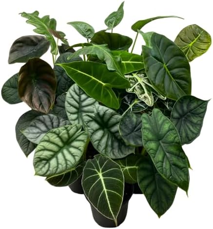 BubbleBlooms Alocasia Assortment Set, 4 inch pots, 10 Different A...