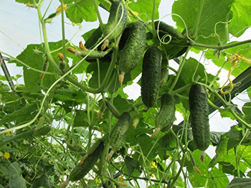 Cemeha Seeds - Vine Cucumber Open-Pollinated Pickling Non Gmo Vegetable For Planting #TOP2