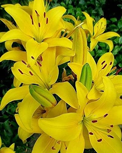 Radha Krishna Agriculture Imported Variety Asiatic lily, Lilium Bulbs, Lily Flower Bulbs for garden lily flower bulbs (Pack Of 10, Yellow) (B09BQPQ5KG) Amazon Price History, Amazon Price Tracker