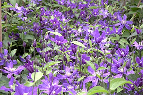 Clématite Arabella Godet