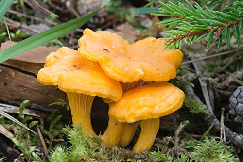 Vendiamo solo semi 20 mi : 100 g Giallo galletto Cantharellus Cibarius Bianco di Funghi Spore Micelio: Grani