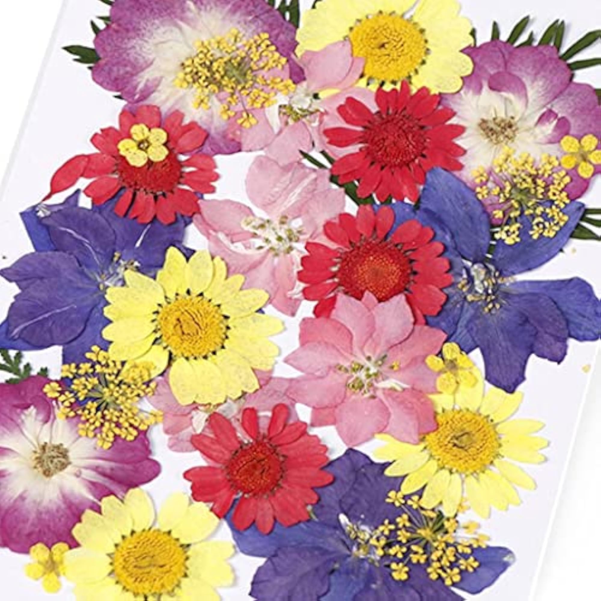 3x20 Natural Dried Flowers for Art DIY