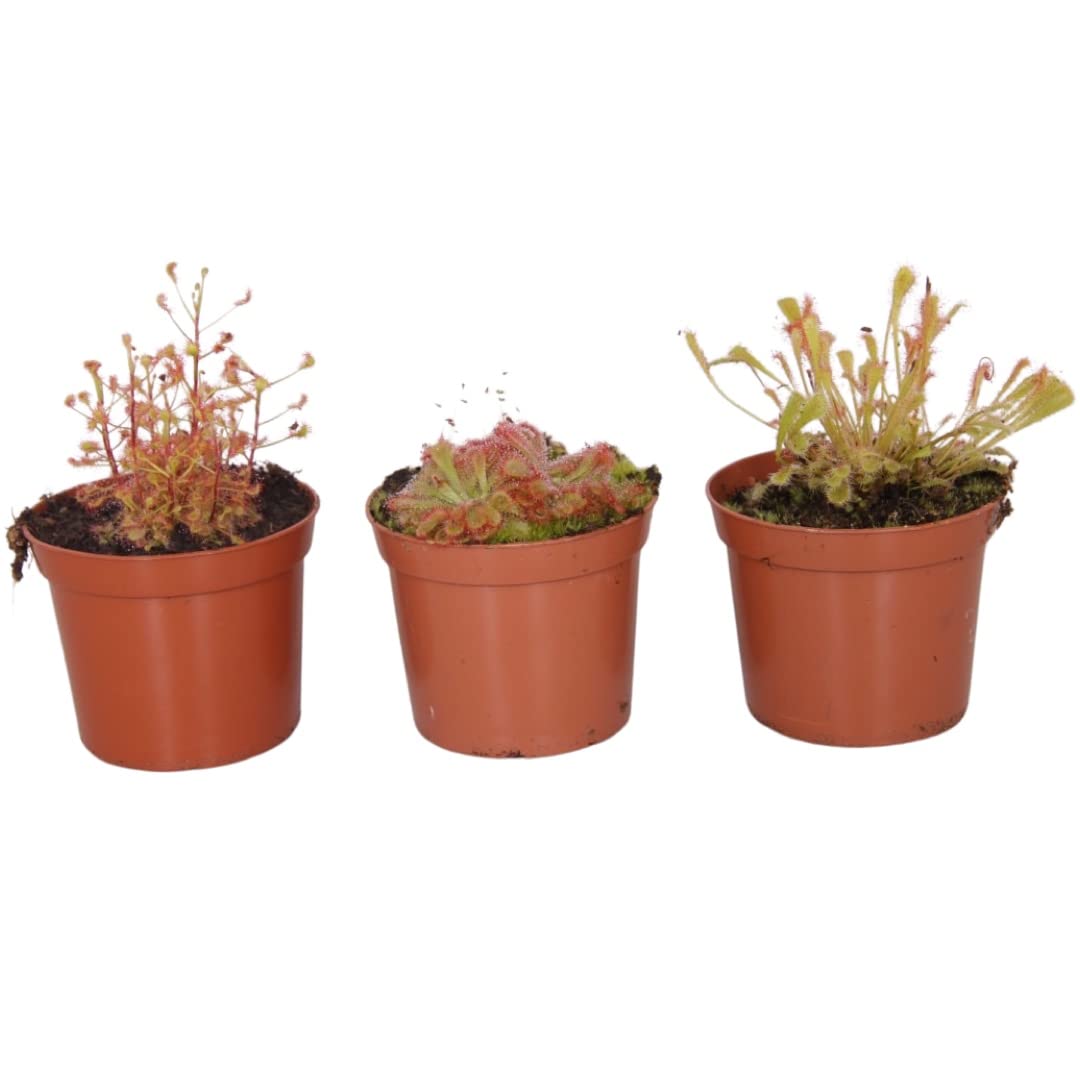 3 x Mix Varieties Drosera Sundew Plant - Carnivorous Plant - 8.5cm Pot