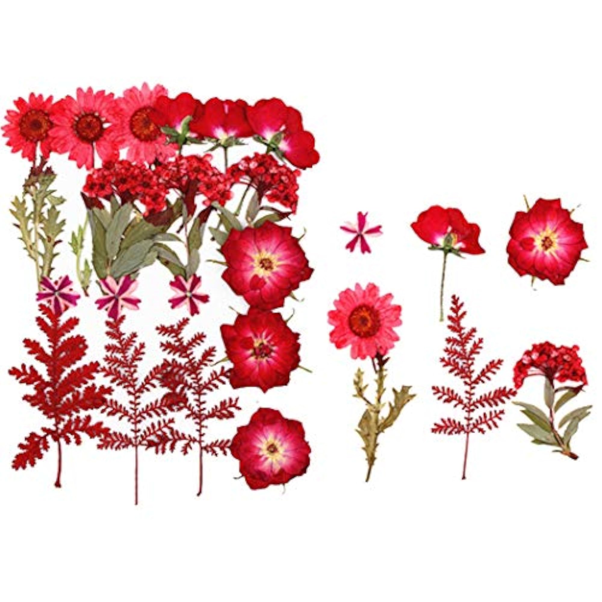 Dried Pressed Flowers Creative Natural Dried Craft Flowers DIY