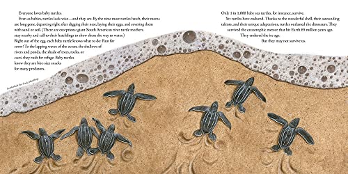 Clarion Books 9780358458074 The Book Of Turtles thumb #4