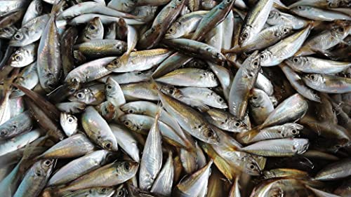 産直丸魚 いわて北三陸産 冷凍 業務用 豆アジ(20〜60g)10kg入 鯵 アジ あじ ジンタ