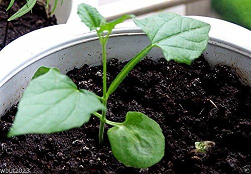 Miniatura 2 de Thunbergia Naranja (vid Susan de ojos negros)