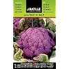 Batlle groentezaden – Brokkoli Violet Sicile (zaden)