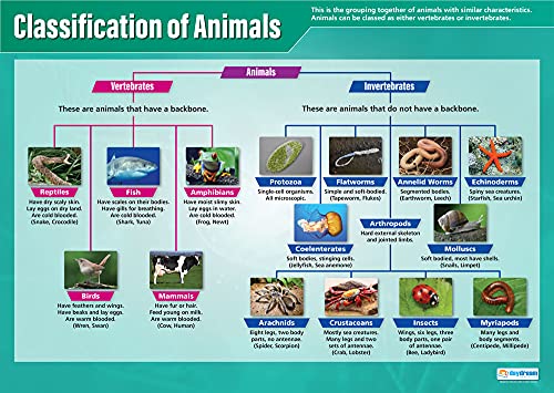 Daydream Education Clasificación de animales, carteles científicos | Papel laminado brillante de 850 mm x 594 mm (A1) | Gráficos científicos para el aula | Tabla de educación Cover