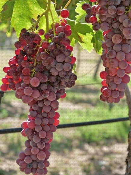 NEW DEBNATH NURSERY` "Crimson seedless grapes Fruit plant "Grafted hybrid - 1 Healthy Live Super Yielding Early Fruting Crimson seedless grapes Fruit Plant' Nursery Grow Bag for Home GardenLM51