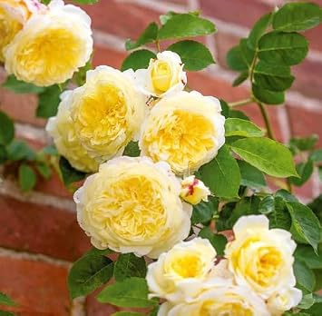 100pcs Yellow Climbing Rose Flower Seeds