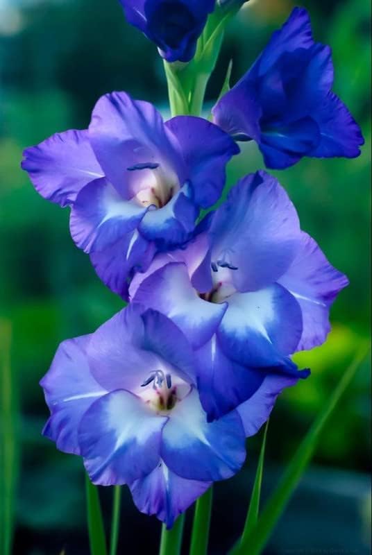 Imported Gladiolus Double Color Flower Bulbs (Pack Of 5 Bulbs) Royal Blue
