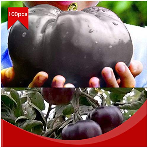 Portal Cool 100pcs / bolsa de carne de vaca gigante Negro híbridos de tomate Semillas orgánicos de la herencia del jardín del tomate Cover