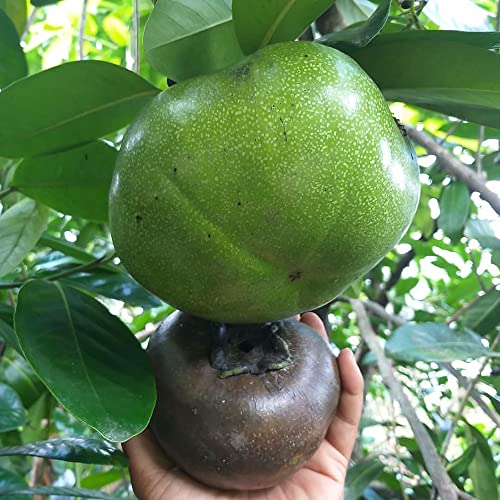 Black Persimmon Seeds Diospyros Digyna, Black Sapote Tropical Fruit Tree Eaten Fresh Used In Desserts Culinary Garden Outdoor 20Pcs Fruit Seeds By Yegaol Garden #TOP3