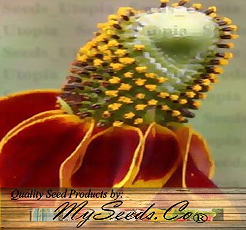 1,500 MEXICAN HAT CONEFLOWER RED PRAIRIE Flower Seeds R. columnaris Zones: 3-9 1,500 MEXICAN HAT CONEFLOWER RED PRAIRIE Flower Seeds R. columnaris Zones: 3-9