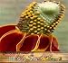 1,500 MEXICAN HAT CONEFLOWER RED PRAIRIE Flower Seeds R. columnaris Zones: 3-9