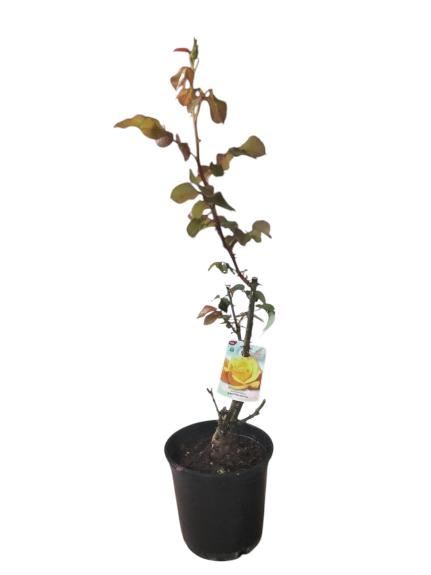 Planta natural Rosal de Flor Amarilla, 30-40 cm. Flores muy aromaticas. Atrae polinizadores, decora el jardín y mejora el bienestar emocional. Segura Garden