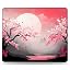 Cherry Blossoms