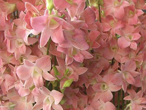 Royal Paradise Garden Rare Dendrobium Orchid POF orange 1 Small Healthy Live Plant with Pot (B07DMPHGRF) Amazon Price History, Amazon Price Tracker