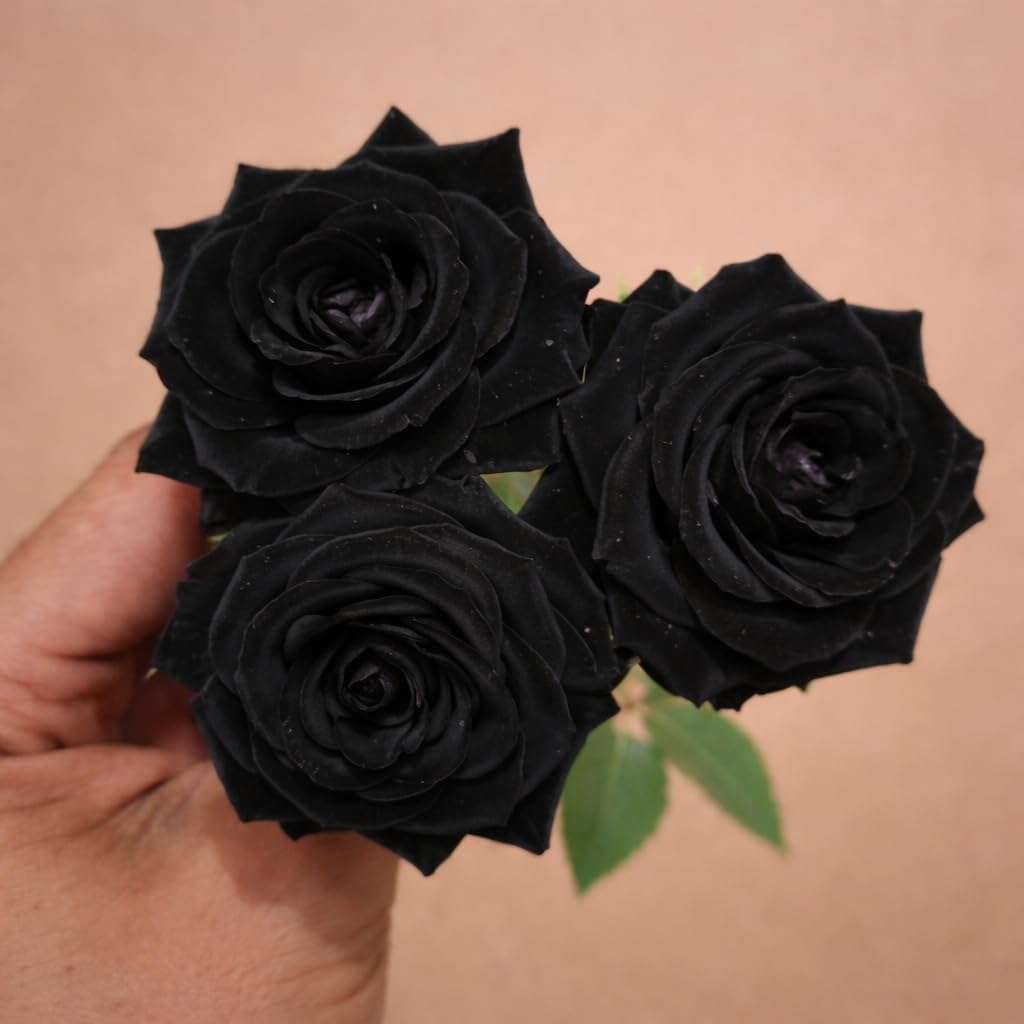 Glow Plant Rare Black Rose Live Plant | Beautiful Grafted Golap | Fragrant and Hardy Shrub | Beautiful Gulab | Grow at Your Backyard, Terrace and Balcony Garden 1