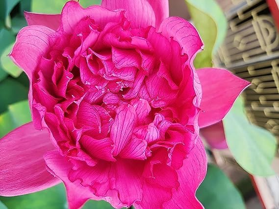 Image of GO GREEN Lotus plant LIANG LI MICRO LOTUS Organic Water Lilies Lotus Bowl Aquatic Plants Flower Easy from tuber, Bonsai Planting Pond Indoor Outdoor Decor (Drop Blood)