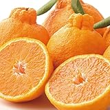 不知火 デコポン同品�