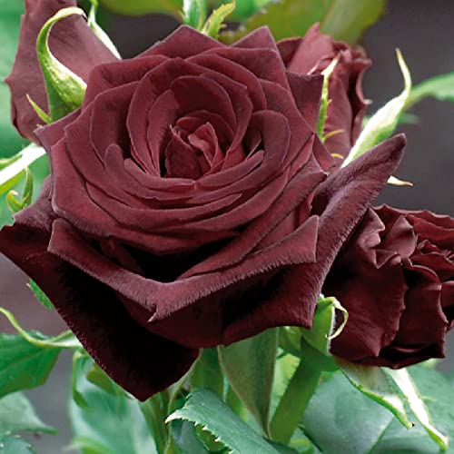 AMDGarden Pianta di Rosa Brevettata Black Baccara® Rosa Nera in Vaso 18 cm Rosso Nero per Esterno